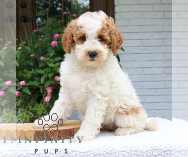 Medium Photo #1 Goldendoodle (Miniature) Puppy For Sale in NARVON, PA, USA
