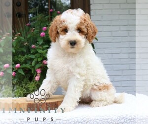 Goldendoodle (Miniature) Puppy for sale in NARVON, PA, USA