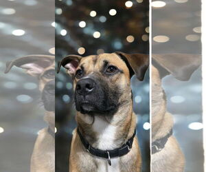 German Shepherd Dog-Unknown Mix Dogs for adoption in Macon, MO, USA