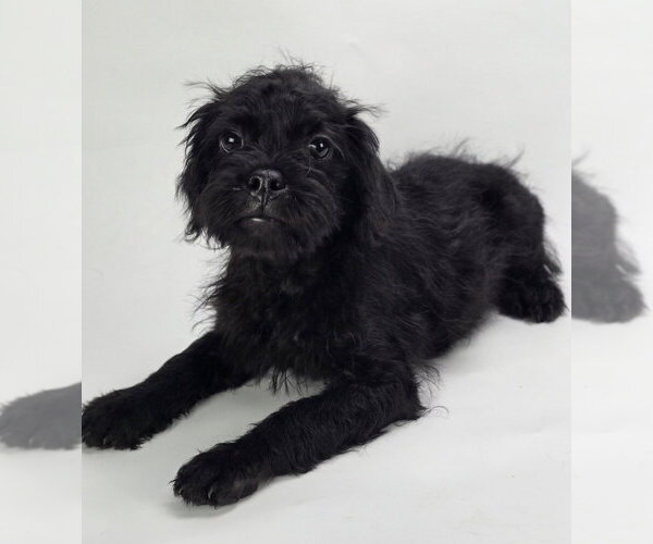 Medium Photo #1 Pug-Shih Tzu Mix Puppy For Sale in Lakewood, CO, USA