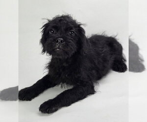 Pug-Shih Tzu Mix Dogs for adoption in Lakewood, CO, USA