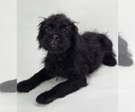 Small Pug-Shih Tzu Mix
