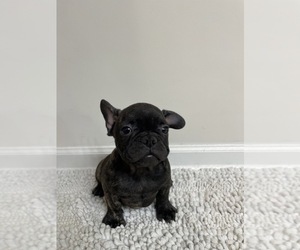 French Bulldog Puppy for sale in CHARLESTON, SC, USA