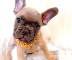 Small Photo #2 French Bulldog Puppy For Sale in EASTVALE, CA, USA