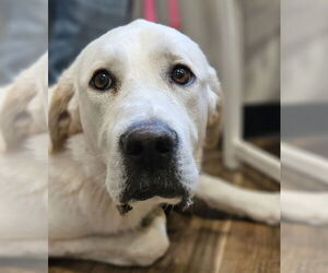 Great Pyrenees-Unknown Mix Dogs for adoption in Hamilton, MT, USA