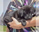 Small #1 American Bulldog-Chocolate Labrador retriever Mix
