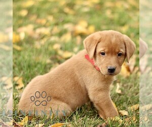 Labrador Retriever Puppy for sale in COATESVILLE, PA, USA