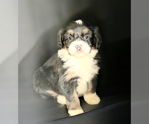 Medium Photo #1 Bernedoodle (Miniature) Puppy For Sale in DUNDEE, OH, USA