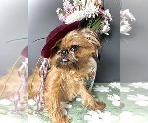 Mother of the Brussels Griffon puppies born on 05/20/2026