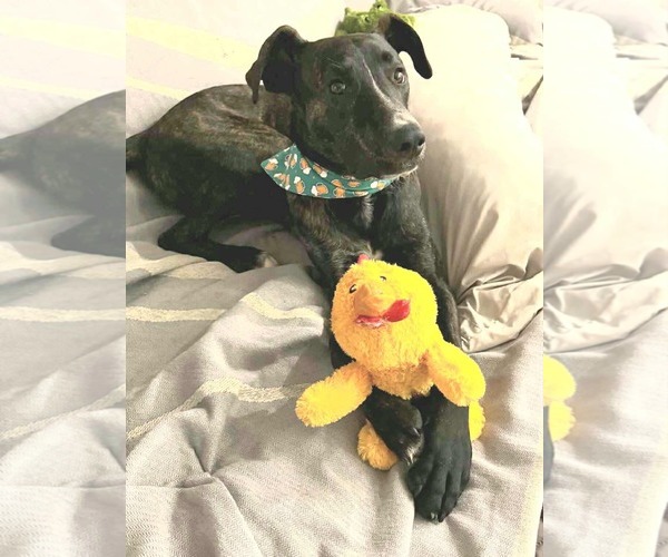Medium Photo #2 American Staffordshire Terrier-Unknown Mix Puppy For Sale in Germantown, OH, USA