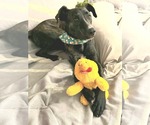 Small #1 American Staffordshire Terrier Mix