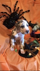 Great Dane Puppy for sale in ALBERTVILLE, AL, USA