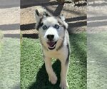 Small Photo #2 - Mix Puppy For Sale in Leavenworth, KS, USA