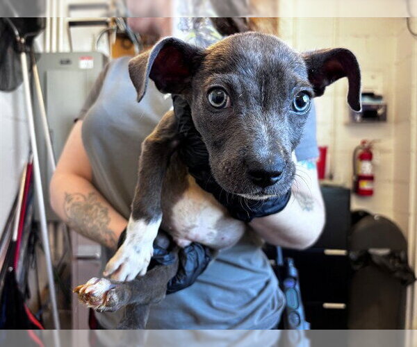 Medium Photo #1 Mutt Puppy For Sale in Corona, CA, USA