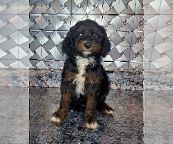 Medium Photo #2 Cavapoo Puppy For Sale in ELKHART, IN, USA