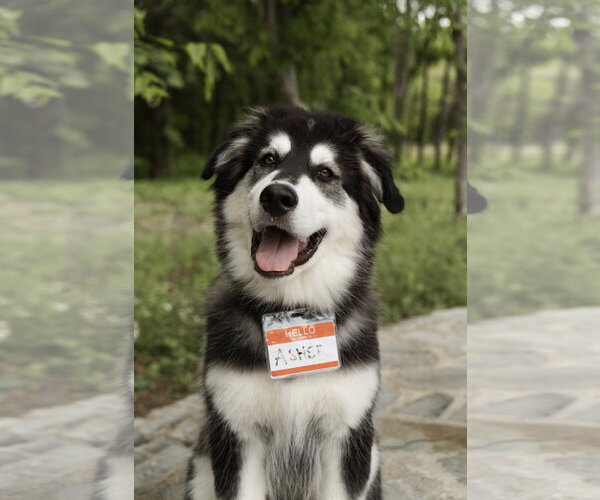 Medium Photo #6 Siberian Husky-Unknown Mix Puppy For Sale in Carrollton, TX, USA