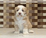 Small #2 Bernedoodle (Miniature)