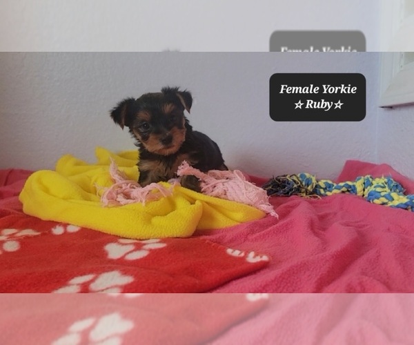 Medium Photo #3 Yorkshire Terrier Puppy For Sale in TUCSON, AZ, USA