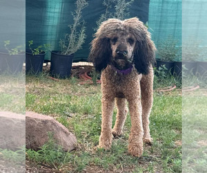 Father of the Poodle (Standard) puppies born on 06/29/2026