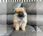 Small #1 Pomeranian
