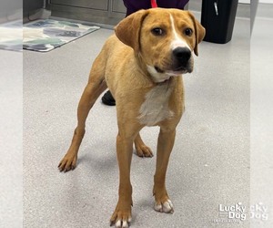 Woody - Male Labrador Retriever-Unknown Mix Dog for Adoption - Photo #2