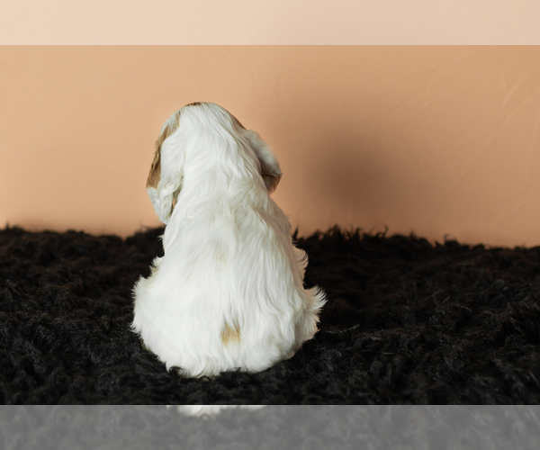 Medium Photo #23 Cocker Spaniel Puppy For Sale in NAPPANEE, IN, USA