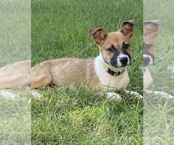 Medium Photo #15 Mutt Puppy For Sale in Germantown, OH, USA