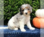 Small #2 Bernedoodle (Miniature)