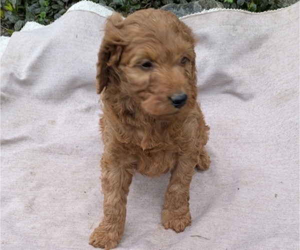 Medium Photo #67 Irish Doodle Puppy For Sale in GOSHEN, IN, USA