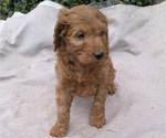 Small Photo #67 Irish Doodle Puppy For Sale in GOSHEN, IN, USA