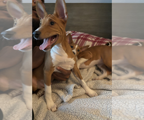 Medium Photo #10 Basenji Puppy For Sale in SAN BERNARDINO, CA, USA