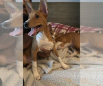 Small #9 Basenji