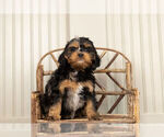 Small Photo #2 Cockapoo Puppy For Sale in WARSAW, IN, USA
