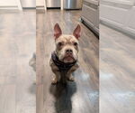 Small #18 American Bulldog Mix