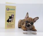Small Photo #1 French Bulldog Puppy For Sale in CHEVY CHASE, DC, USA
