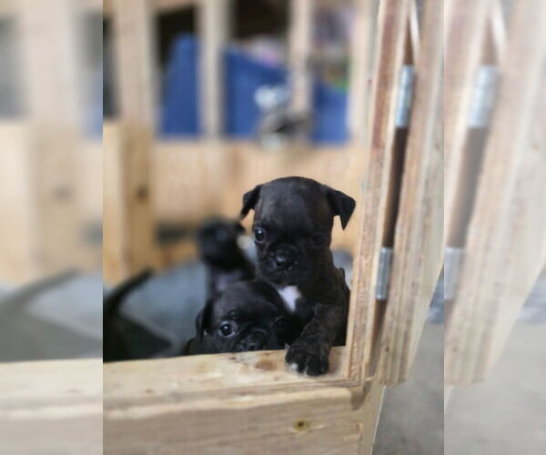 Medium Photo #8 Buggs Puppy For Sale in INDIANAPOLIS, IN, USA