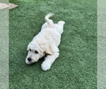 Small #3 Goldendoodle