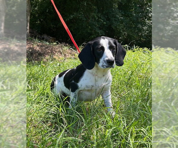 Medium Photo #2 Bagle Hound Puppy For Sale in Wetumpka, AL, USA