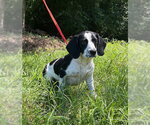 Small #1 Bagle Hound