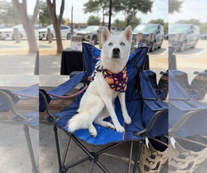 Siberian Husky Dogs for adoption in Carrollton, TX, USA