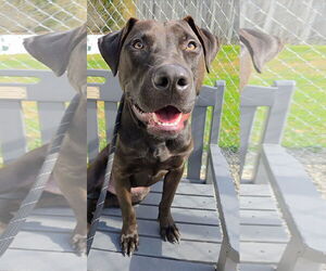 American Pit Bull Terrier-Labrador Retriever Mix Dogs for adoption in Rockaway, NJ, USA