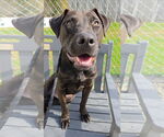 Small American Pit Bull Terrier-Labrador Retriever Mix