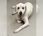 Small Labrador Retriever Mix
