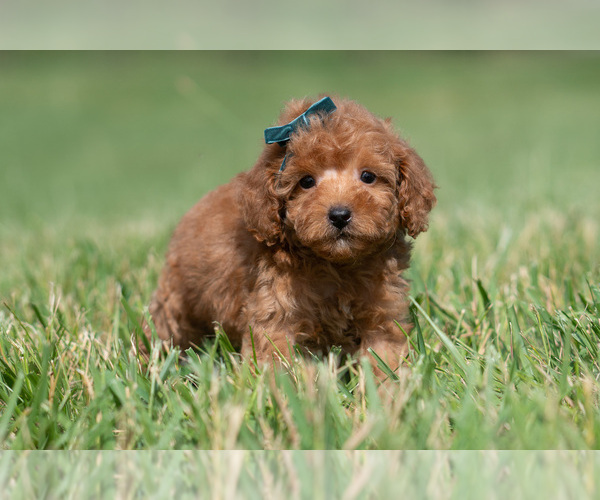 Medium Photo #7 Maltipoo (Miniature) Puppy For Sale in WARSAW, IN, USA