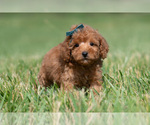 Small Photo #32 Maltipoo (Miniature) Puppy For Sale in WARSAW, IN, USA