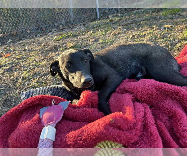 Medium Photo #3 Mutt Puppy For Sale in Boston, MA, USA