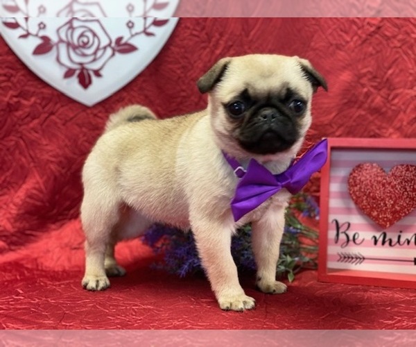 Medium Photo #5 Pug Puppy For Sale in LANCASTER, PA, USA