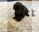 Puppy Puppy 2 male Labradoodle