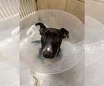 Small #8 Labrador Retriever Mix