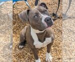Small #2 American Pit Bull Terrier Mix